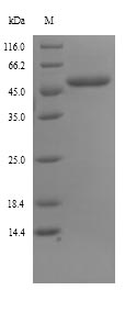 Recombinant Escherichia coli Trigger factor(tig)