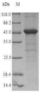 Recombinant Escherichia coli Penicillin-binding protein 1A(mrcA),partial