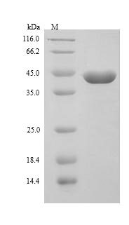Recombinant Mouse TSC22 domain family protein 4(Tsc22d4)
