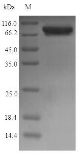 Recombinant Escherichia coli Malate synthase G(glcB)