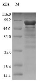 Recombinant Neosartorya fumigata Nonribosomal peptide synthetase 1(NRPS1),partial