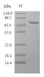 Recombinant Mouse Properdin(Cfp)