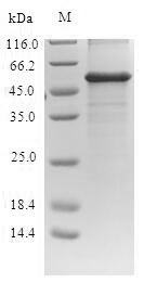 Recombinant Escherichia coli Probable phosphatidylethanolamine transferase Mcr-1(mcr1)