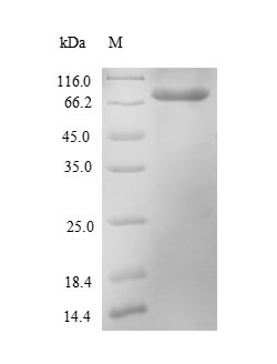 Recombinant Escherichia coli Probable phosphatidylethanolamine transferase Mcr-1(mcr1),partial