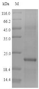 Recombinant Human Zinc finger protein 160(ZNF160)