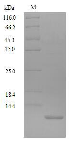 Recombinant Fruit fly Accessory gland-specific peptide 70A(SP)