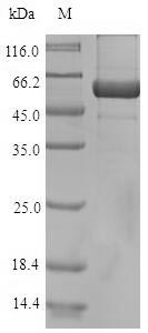 Recombinant Arabidopsis thaliana Arabidopsis thaliana(AUR1)