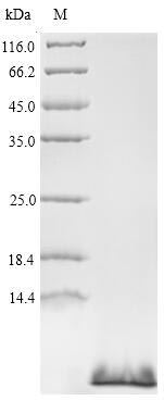 Recombinant Anemonia sulcata Delta-actitoxin-Avd1c