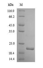 Recombinant Human Integrin alpha-2(ITGA2),partial