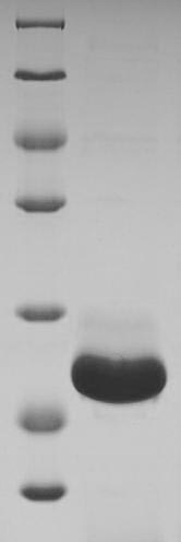 Recombinant Marmota monax Interferon gamma(IFNG)
