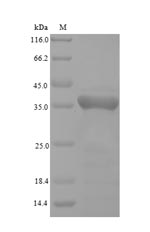 Recombinant Pongo pygmaeus Phospholipid hydroperoxide glutathione peroxidase, mitochondrial(GPX4),partial