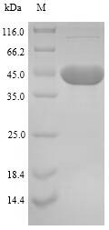 Recombinant Mycoplasma hyopneumoniae 46KDA surface antigen(p46)