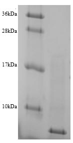 Recombinant Prevotella bryantii Glucomannokinase