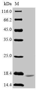 Recombinant Human immunodeficiency virus type 2 subtype A Protein Vpx(vpx)