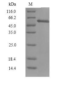 Recombinant Human Cyclin-A1 Isoform 2(CCNA1),partial