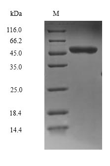 Recombinant Human Mitogen-activated protein kinase 8(MAPK8),partial