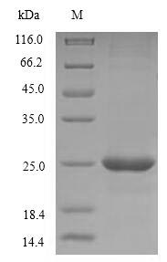 Recombinant Human CD40 ligand(CD40LG),partial