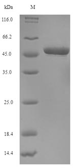 Recombinant Human N-glycosylase/DNA lyase(OGG1)