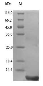 Recombinant Gloydius blomhoffii Disintegrin halysin
