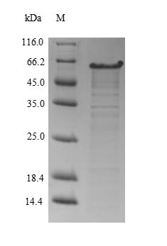 Recombinant Mouse Putative phospholipase B-like 2(Plbd2)