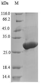 Recombinant Tenebrio molitor Larval cuticle protein A1A