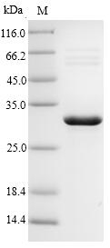 Recombinant Staphylococcus aureus Enterotoxin type E(entE)