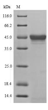 Recombinant Drosophila melanogaster Stress-activated protein kinase JNK(bsk),partial