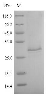 Recombinant Toxocara canis 26 kDa secreted antigen(TES-26)