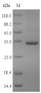 Recombinant Human Pyridoxal phosphate phosphatase(PDXP),partial