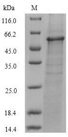 Recombinant Vibrio vulnificus Fe/S biogenesis protein NfuA(nfuA)