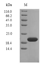 Recombinant Salmonella typhi Universal stress protein A(uspA)