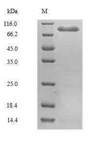 Recombinant Mouse Mannan-binding lectin serine protease 2(Masp2),partial