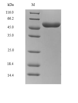 Recombinant Rabies virus Glycoprotein(G),partial