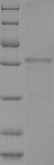 Recombinant Bovine Pregnancy-associated glycoprotein 1(PAG1)