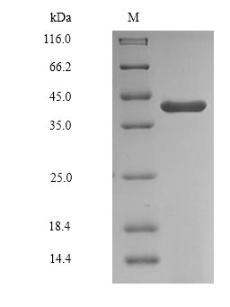 Recombinant Human Glyceraldehyde-3-phosphate dehydrogenase, testis-specific(GAPDHS),partial