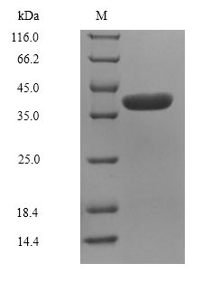 Recombinant Lithobates catesbeiana Saxiphilin ,partial
