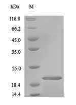 Recombinant Ctenocephalides felis Salivary antigen 1