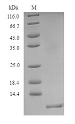 Recombinant Ophiostoma ulmi CeRato-ulmin(CU)