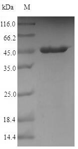 Recombinant Campylobacter jejuni subsp. jejuni serotype O:23/36 Major cell-binding factor(peb1A)