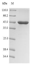 Recombinant Pseudomonas aeruginosa rhlR(rhlR)