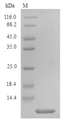 Recombinant Phoneutria nigriventer Delta-ctenitoxin-Pn1a(PNTx4)