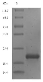 Recombinant Human Proepiregulin(EREG),partial