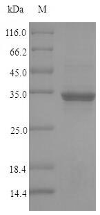Recombinant Human Coiled-coil domain-containing protein 3(CCDC3)