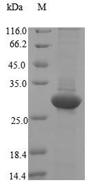 Recombinant Ceratopteris richardii Cyanovirin-N homolog