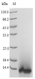 Recombinant Hirudo nipponia Guamerin