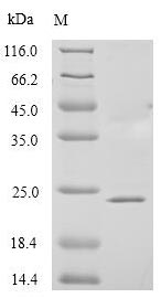 Recombinant Human Glycodelin(PAEP)