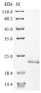 Recombinant Bacillus subtilis Uncharacterized protein YuaB (yuaB)