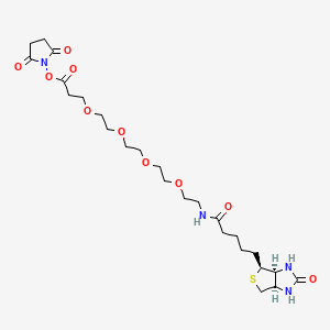Chemical structure of Biotin-PEG4-NHS ester