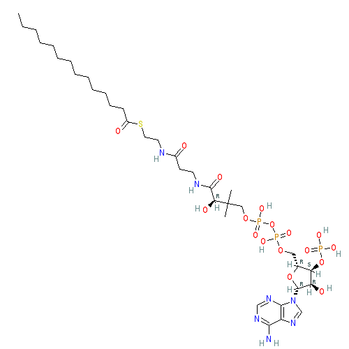 Chemical structure of Myristoyl-Coenzyme A (sodium salt)