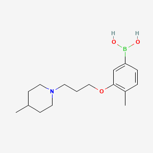 Chemical structure of 4-Methyl-3-(3-(4-Methylpiperidin-1-yl)propoxy)phenylboronic acid